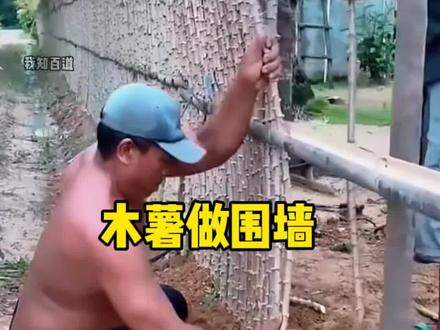 巧用木薯打造天然绿色防护墙