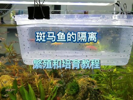 养的斑马鱼一直没有孵化出小鱼?原来还需要这样操作才能保证繁殖#养鱼日记#热带鱼#斑马鱼 #斑马鱼孵化