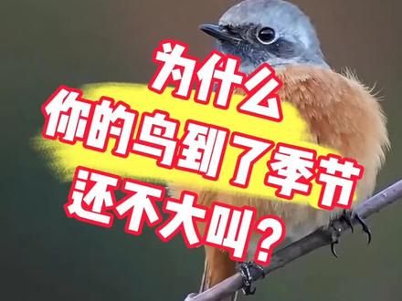 为什么你的鸟还没大叫?