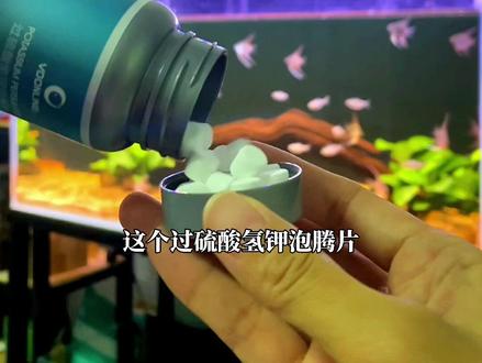 每100L水体加2片就可以了。改底解毒,深层除臭,分解鱼便残饵。还可用于鱼缸龟缸消毒哦!#过硫酸氢钾泡腾片 #过硫酸氢钾 #水族 #水族爱好者 #养鱼先养水