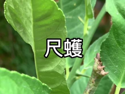 尺蠖——昆虫伪装大师#尺蠖 #昆虫 #科普 #大自然