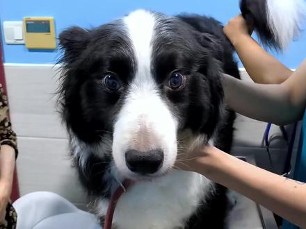 狗狗在草丛里玩耍不幸中毒,表面看起来没事,检查的时候却发现牙龈舌头发紫,肝脏受损严重,最后还是没能撑到第二天。#宠物医生 #宠物医院 @DOU+小助手