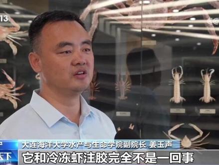短视频称”皮皮虾被注胶”是真的吗?专家表示注胶可致虾死亡,胶状物实为虾黄。 #皮皮虾 #辟谣