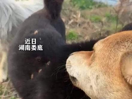 小黑狗身上粘满苍耳,大黄狗用嘴巴使劲帮忙摘除。网友:它俩要做一辈子的“好朋狗”呀!