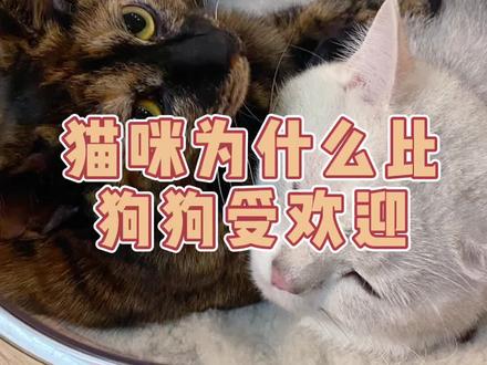猫咪为什么比狗狗受欢迎呢?#猫咪知识