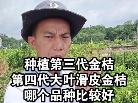 种植第三代金桔和第四代大叶滑皮金桔,哪个品种比较好呢? #滑皮金桔 #脆蜜金桔 #果苗供应