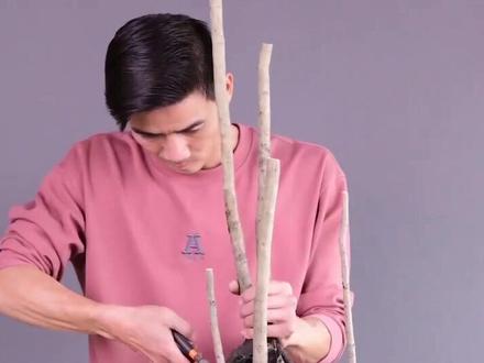 一起学盆景 老鸦柿下山桩种植技巧,掌握这几点,提升成活率#盆景 #金弹子盆景 #老鸦柿盆景 #盆景制作