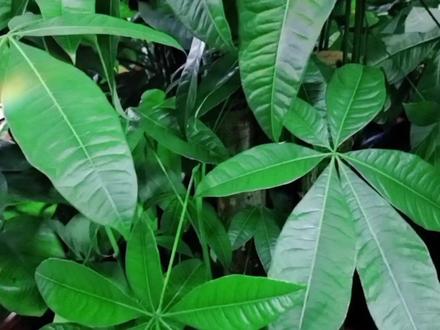 发财树在春天技叶脱水下垂,这样补水最容易吸收 #花卉绿植