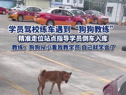 学员驾校练车遇到“狗狗教练” 精准走位指导学员倒车入库 教练:狗狗从小看我教学员 自己就学会了#热点追踪 #驾校学车 #狗狗