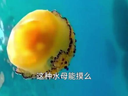 水母大合集! #海洋生物 #水母 #蓝色星球 #百科知识