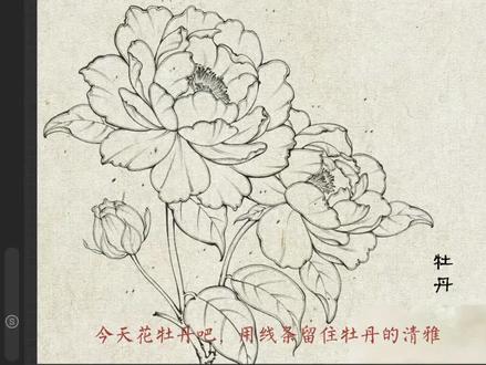 牡丹,勾线打卡Day4.#绘画 #板绘 #原创