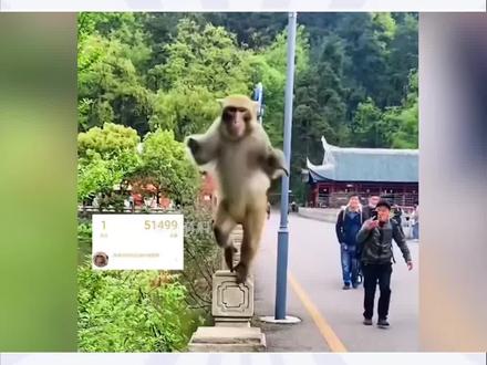 全网步数最多的吗喽,每天直立行走14公里,风雨无阻去蹭饭 #来福 #猴子 #热门