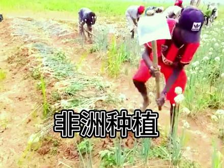 经过三个多月的漫长等待,小伙农场里的洋葱,终于到了收获的季节#非洲 #非洲生活 #非洲生活点点滴滴 #非洲种植