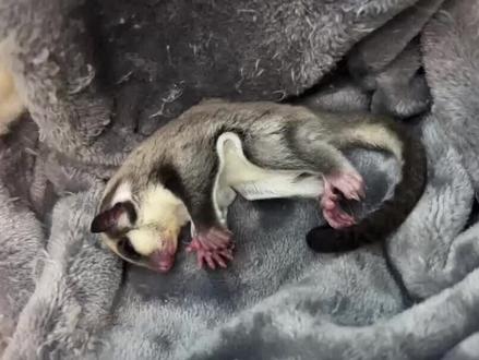 蜜袋鼯死前征兆#蜜袋鼯 #蜜袋鼯日常 #蜜袋鼯新手指南 #神奇动物在抖音