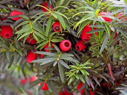 全身是毒的红豆杉,吃的时候千万要小心#水果 #萌知计划 #知识