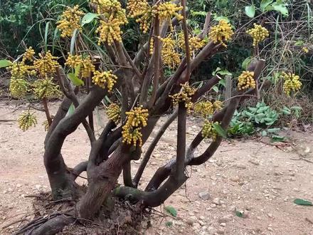 百年老桩“假鹰爪”,小伙在山上挖到一棵,1000块钱值不值? #家乡野果 #大自然的馈赠 #野果子有认识的吗