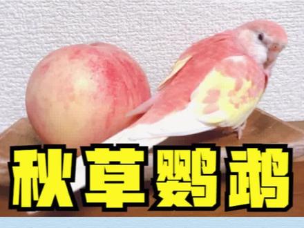 会飞的水蜜桃:秋草鹦鹉 #鸟宠问答 #鹦鹉科普 #秋草鹦鹉 #鹦鹉 #鸟类科普 #鸟类