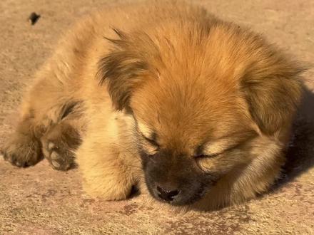晒着小太阳儿 午睡真的很安心#舌尖上的河南小狗 #逗号🐶 #小狗崽