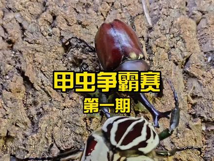 甲虫争霸赛 谁能守卫果冻!#独角仙#巴拉望#甲虫#昆虫#斗虫