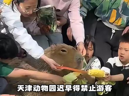 天津动物园:请收起你那仨瓜俩枣,别再给我动物吃坏了#天津 #搞笑 #天津动物园 #禁止投喂 #天津相声