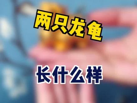 龙之九子,龙龟排行第几呢?#传承 #黄金