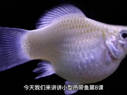 小型热带鱼第八课,玛丽鱼,小百科来了,喜欢小型热带鱼来看看吧