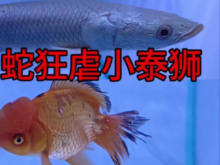 巨骨蛇幼崽的逆袭,从奄奄一息到大杀四方,狂虐小泰狮#我要做爆款 #猛鱼缸 #巨骨蛇 #养鱼 #热带鱼 #水族 #猛鱼 #巨骨舌鱼 #海象 #鱼缸