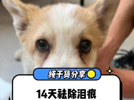 14天祛除泪痕的方法详细分享给你们#西安训犬师 #灵宠训犬sunny #幼犬到家 #新手养犬 #萌宠 #泪痕