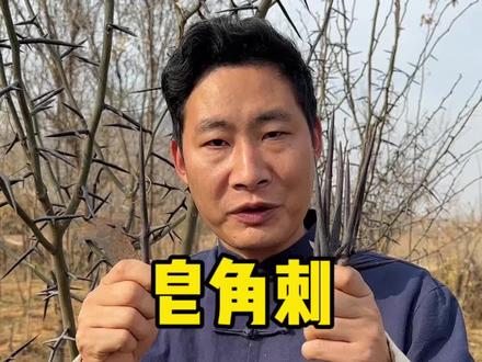 老祖宗食疗方,天丁猪心汤#皂角刺 #皂角刺炖猪心