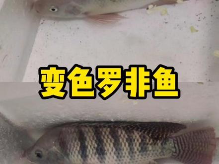 #变色鱼 #钓到鱼王 #钓鱼 变色龙不奇怪,变色鱼见过么?没有氧气设备也能活两天一夜,谁来给我科普一下🤔