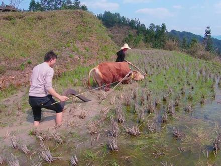 政合跟老爸来山上犁田,刚买的黄牛不会犁,父子两人差点让牛跑了