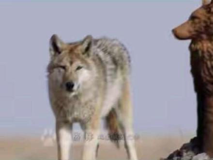 天眼狼不是格林,格林自始自终都没出现在重返狼群2里面。第二部的故事情节完全就是艺术创作。#重返狼群 #格林 #真假格林