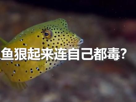 像个立方体的木瓜鱼,丑萌丑萌,狠起来连自己都毒 #海洋生物 #小丑鱼 #观赏鱼 #海底世界 #鱼