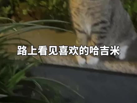 一段音频,让流浪猫乖乖跟你走#流浪猫救助 #流浪猫领养 #流浪猫 #猫猫 #关注流浪动物