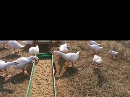 #坡哥讲鹅 #养鹅 #鹅 @和谐99718 @荼蘼 @艺诺好物 @洛阳 顺霸