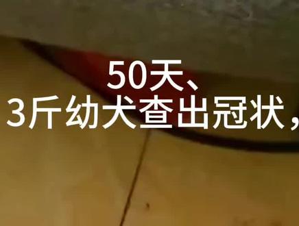 救助第116只冠状幼犬!
早发现,在家也能救!#狗狗#狗狗细小