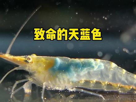 虾体内变成天蓝色到底是什么情况? #寄生虫 #frank的私人水族馆 #虾