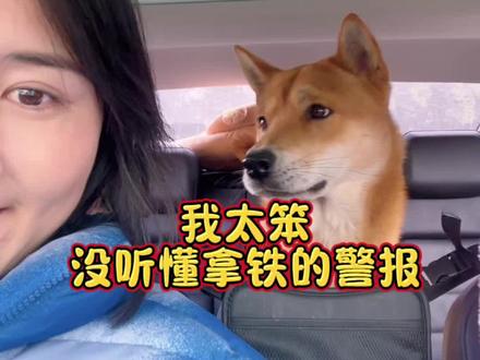 原来在危险来临前,它第一个想到的,是我。 四川泸定地震,成都有震感,地震前拿铁的反常我没当回事,没录下来,画面是之前的视频#四川泸定地震 #狗狗感知 #中华田园犬 #拿铁的小日子 #万物有灵