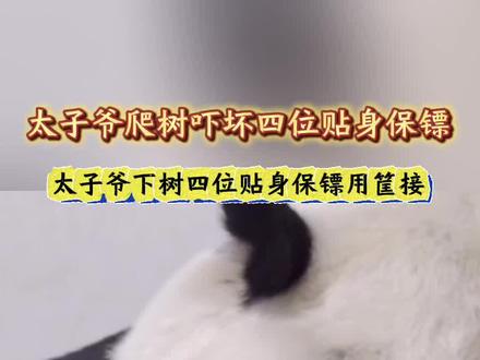 4月25日,甘肃本土诞生的首只人工圈养大熊猫幼仔“曼兰崽”正式独立对外展示,与广大市民游客见面。大熊猫“曼兰崽”2025年9月19日出生于兰州野生动物园,是大熊猫“曼兰”与“鸿禧”的后代。
曼兰崽出场牌面拉满,四位贴身保镖形影不离的保护。真是万千宠爱于一身。
#国宝熊猫 #熊猫
#不止我一个想rua大熊猫
#国宝不愧是国宝 #被你萌化了