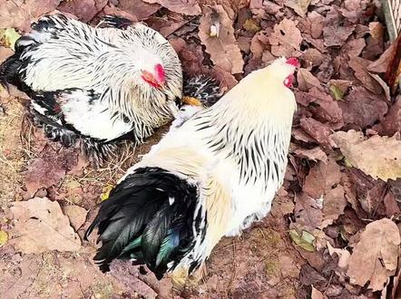 禾美田园动物节捡鸡蛋(捡到可带走)、掏鸟窝、抓鸭活动(抓到可带走)冲
#禾美田园 #禾美田园疯狂动物节 #泸州周边游#遛娃好去处