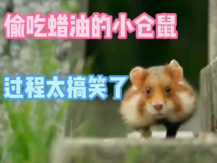 小仓鼠偷吃蜡油,头却被瓶口卡住,过程太逗了 #奇妙的动物 #万物皆有灵性 #萌宠 #善待动物关爱生命 #动物