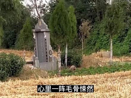 狗狗为去世主人守墓2年不离不弃,靠刨土吃麦苗为生却遭村民嫌弃驱赶,太心痛了!#忠犬 #狗狗 #救助流浪狗 #流浪动物救助