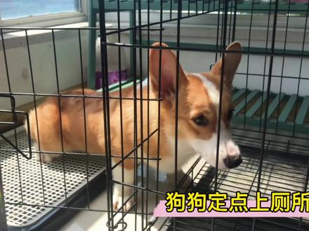 狗狗乱尿乱拉很愁人,该如何教狗狗定点上厕所呢?#狗 #宠物 #萌宠