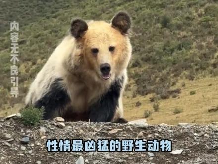 动物该保护,但不能凌驾人类生命之上 #藏马熊 #动物保护 #西藏 #西藏棕熊