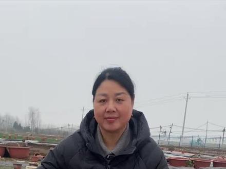 #水缸种植荷花的方法#爱生活爱养花 #种植小技巧 #庭院种植#大型观赏盆栽荷花@百荷园荷花基地(开花对版 售后到开花)