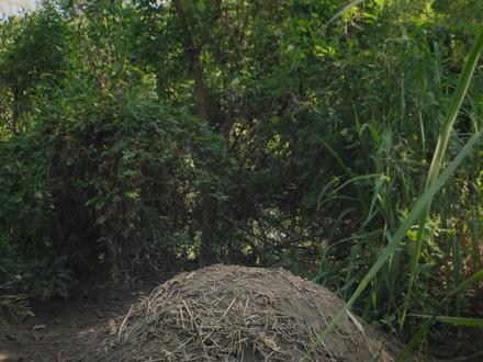 凯门鳄们在还是一颗卵的时候,就已经开始尝试着和同类聊天了 #凯门鳄 #鳄鱼 #南美洲 #野生动物零距离 #动物世界