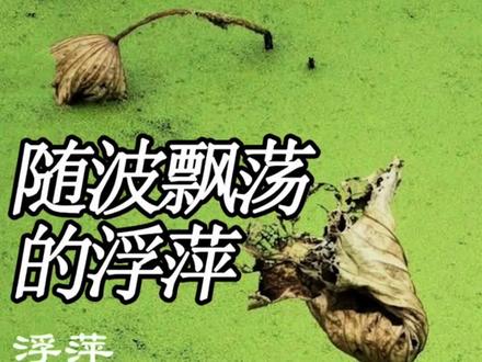 古人总是用浮萍形容命运变幻无常,现如今浮萍除了传递情感外,还有哪些用途和意义呢,了解下吧
#植物 #植物科普 #科普 #浮萍 #景观植物 #园林植物 #庭院植物 #水生植物