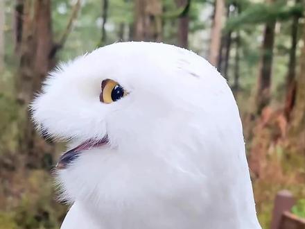 向你抛眉眼的雪鸮#神奇动物在抖音 #动物科普 #雪鸮