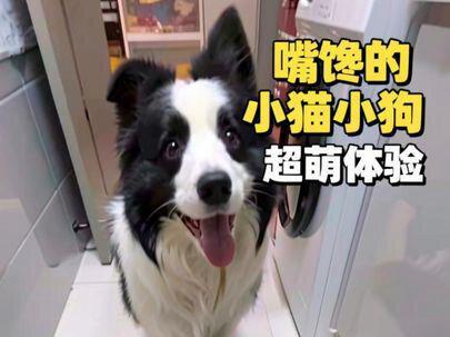 养了只嘴馋的小猫小狗是种怎样的体验 不就是个饺子嘛,老爸给你们做…#边牧 #猫狗双全 #这个世界不能没有小猫小狗 #狗狗的心思都写在脸上了 #狗狗是生活的解药 @抖音小助手