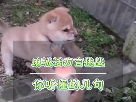 我们大麻城的方言文化😂 你听的懂吗?听懂的几句? #麻城方言 #麻城方言挑战 #我的农村真实生活 #麻城杜鹃花
